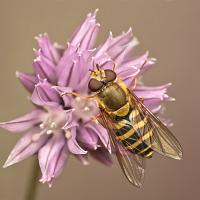 Hoverfly - Syrphus ribesii 2 